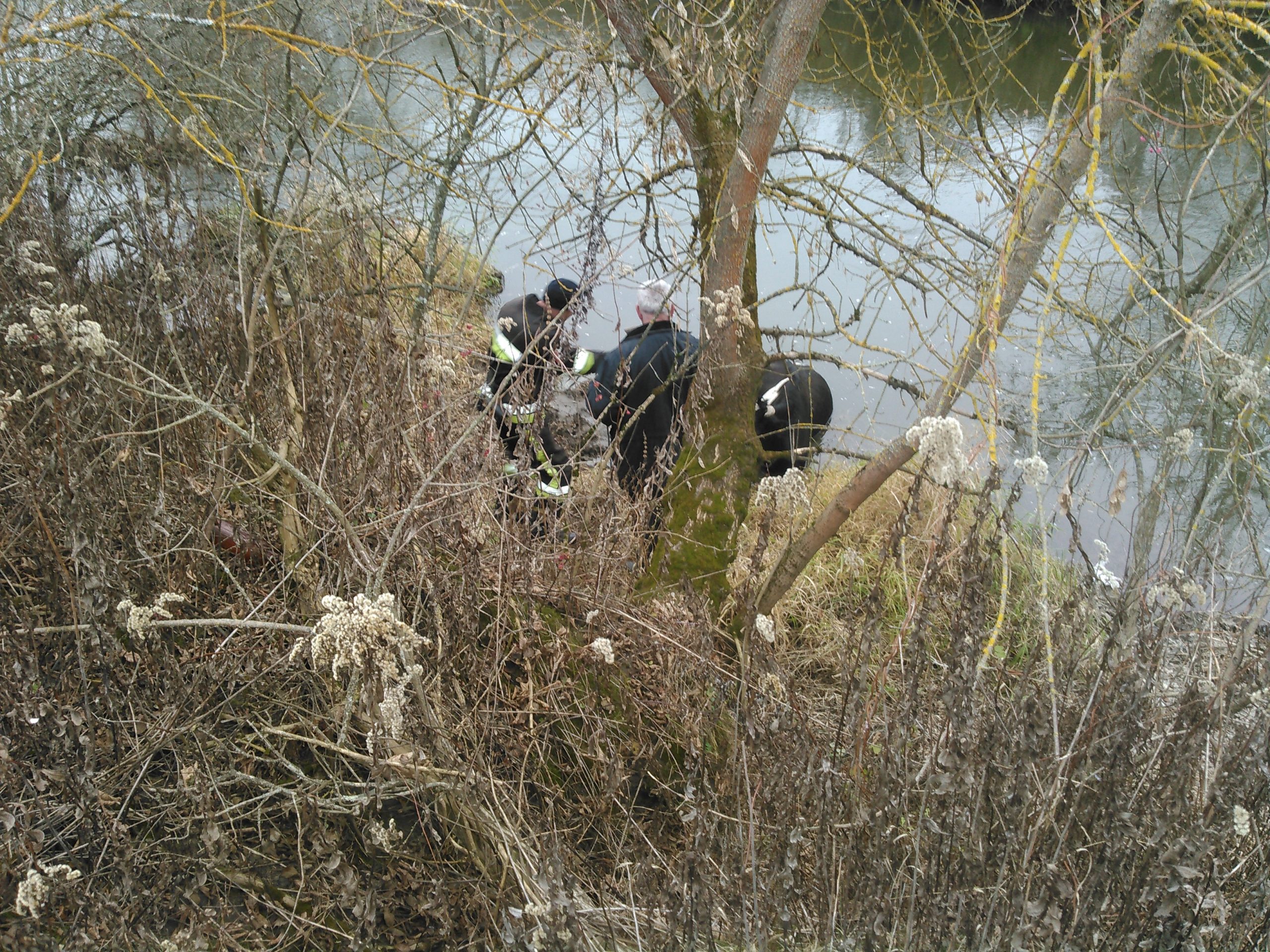 На Славутчині рятувальники витягли корову з річки