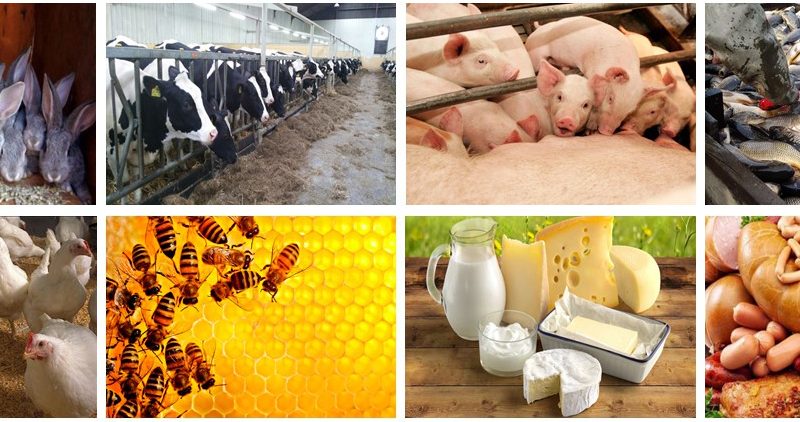 Про надходження продукції тваринництва на переробні підприємства Хмельницької області в січні–вересні 2018 року