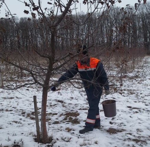 Ярмолинецький лісгосп: лісівники доглядають за зимовим садом