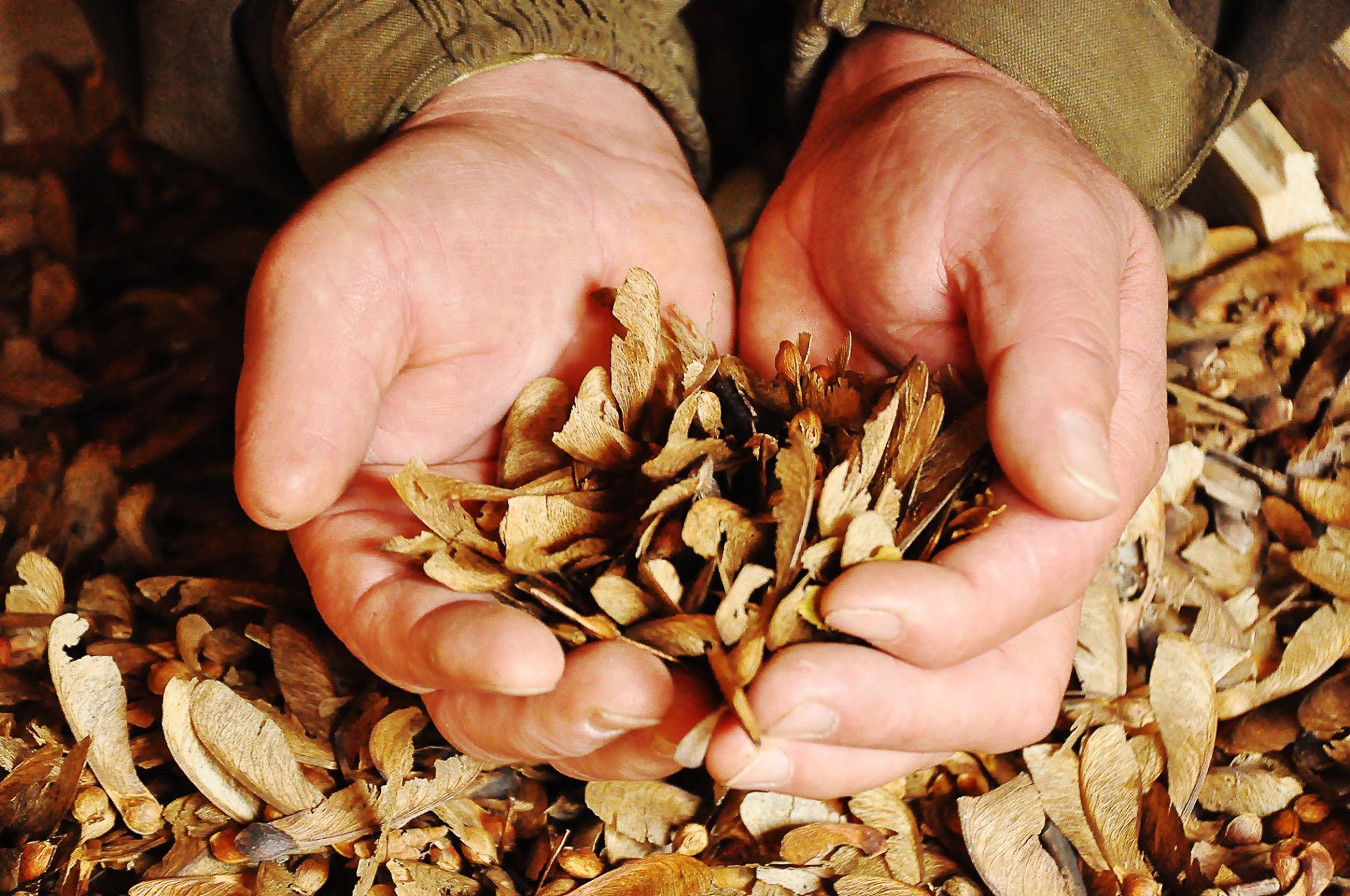 Лісгоспи Хмельниччини заготували торік майже сімдесят тонн добірного насіння