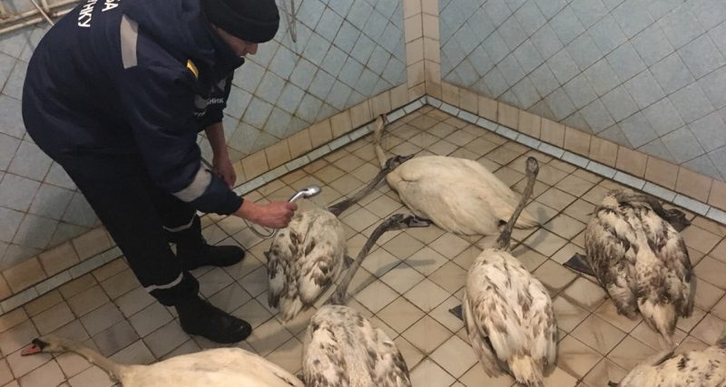В Кам'янці врятували сім лебедів з нафтової пастки