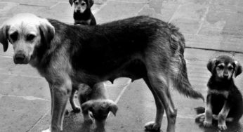 На Хмельниччині зникли близько сотні вуличних та домашніх собак (ВІДЕО)