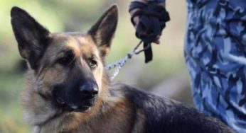 Польські митники назвали Хмельниччину кінологічною столицею України