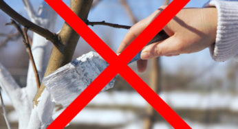 Дерев і бордюрів у Нетішині не білитимуть