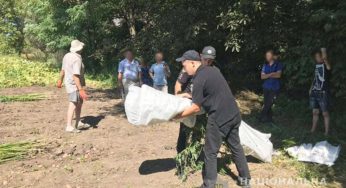 На Хмельниччині на приватному господарстві поліцейські виявили цілу плантацію конопель