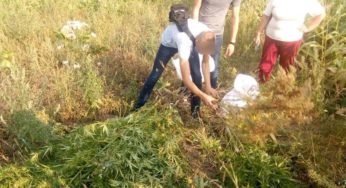 На господарстві у 63-річної жительки Хмельницької області поліцейські виявили насадження конопель