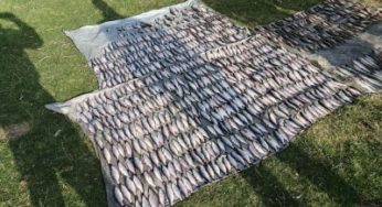 На річці Південний Буг виявлено порушника з 46 кг риби