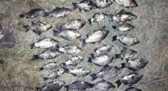 Новоушицький райсуд оштрафував чоловіка, що торгував рибою без відповідних документів