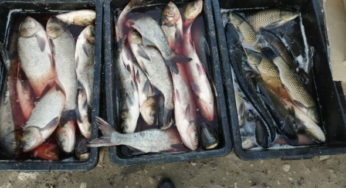 За 10 днів вилучено 93 кг водних біоресурсів, – рибоохоронний патруль Хмельниччини