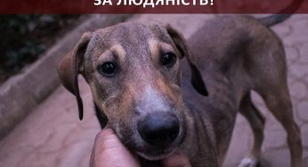У Нетішині штрафують за годування безпритульних тварин у межах міста
