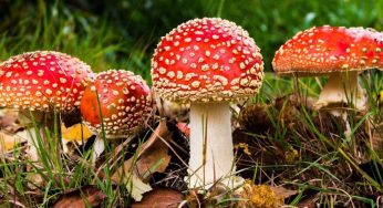 Масове отруєння грибами зафіксували на Хмельниччині