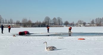 У Волочиську рятувальники звільнили лебедів із крижаної пастки