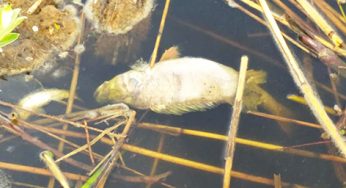 У водоймі Хмельницького продовжує гинути риба