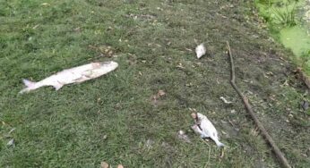 Зафіксовано факт замору водних біоресурсів на річці Случ
