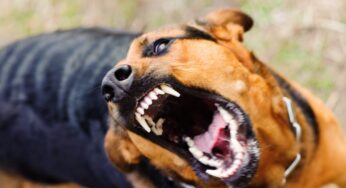 На Шепетівщині виявили перший в цьому році випадок сказу собаки
