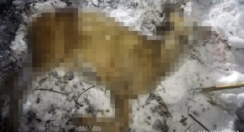 На Хмельниччині затримали браконьєра, котрий застрелив двох козуль в природному заповіднику