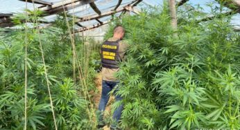 У Хмельницькому поліцейські викрили чергового наркоаграрія