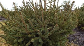 Лісівники Хмельниччини готові поставити на ринок 37 тисяч хвойних