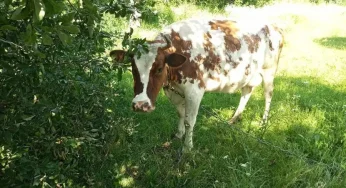 На Хмельниччині призначили дату розгляду судової справи про знущання над коровою, у селищі Антоніни