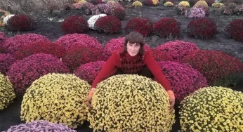 Площею у шість соток: на Хмельниччині жінка вирощує хризантеми на власному городі