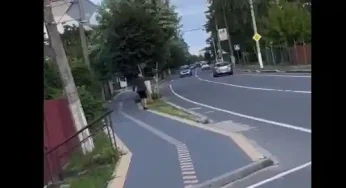 У Шепетівці поліцейські розшукали хулігана, який пошкодив алею молодих дерев