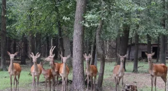 На Хмельниччині збільшилась кількість оленів