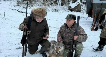 “Вовки перестали боятися людей”: на Хмельниччині єгері виявили вовчу зграю