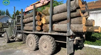 Перед судом постане злочинне угрупування, яке вирубало столітні дуби під «кришуванням» правоохоронця